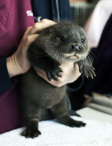 Otto the Otter