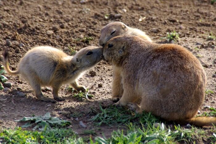 prarie dogs