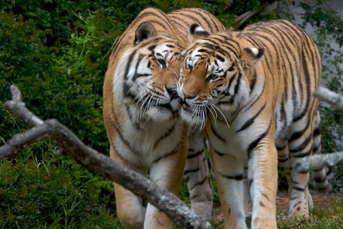 tigers