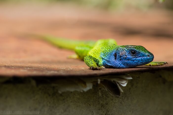 Photo: Aleksandar Bondikov / Flickr