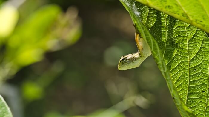 Photo: Srikaanth Sekar / Flickr