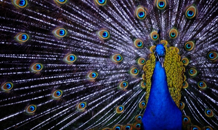 Photo: wilson severino / Flickr