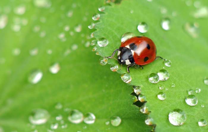 Photo: anika / Flickr