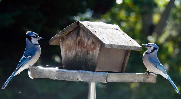 Blue Jays Birdhouse
