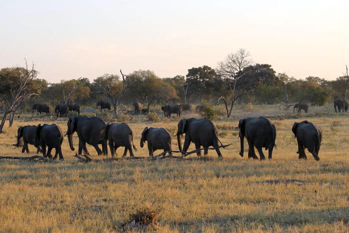 Elephant Family