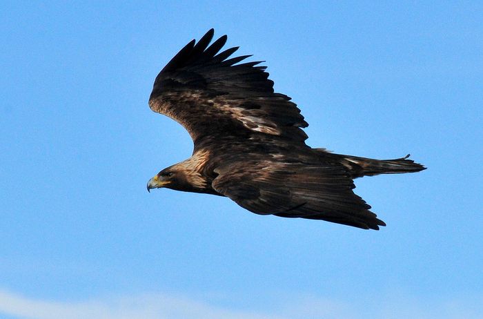 Golden Eagle Flying