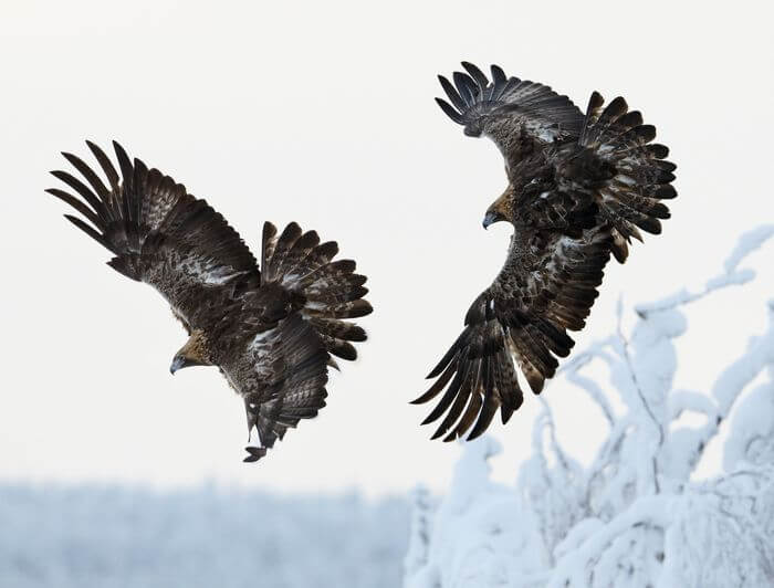 Pair of Golden Eagles