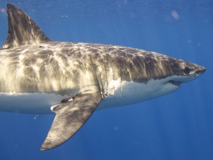 Great White Shark
