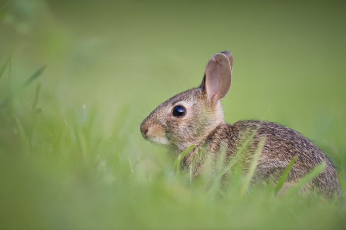 adorable rabbit