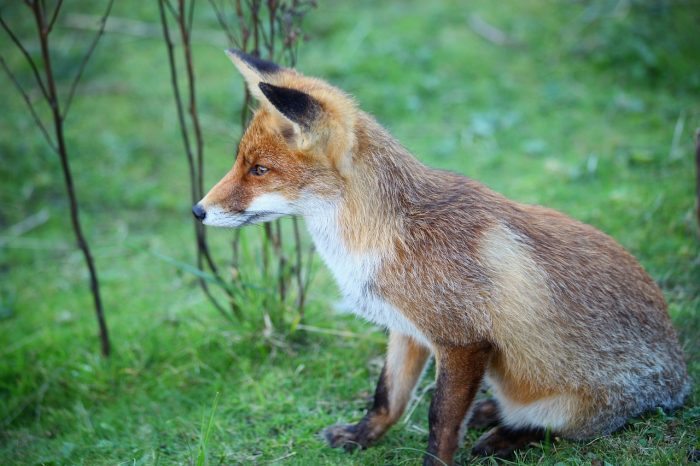 fox