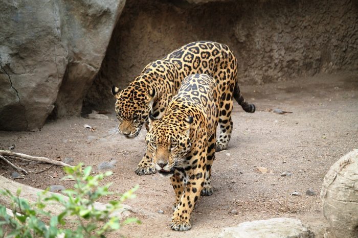 jaguars