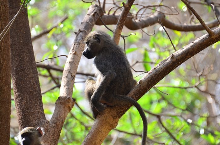monkey in tree