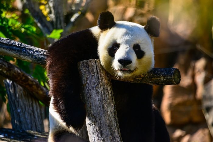 panda bear - joy of animals