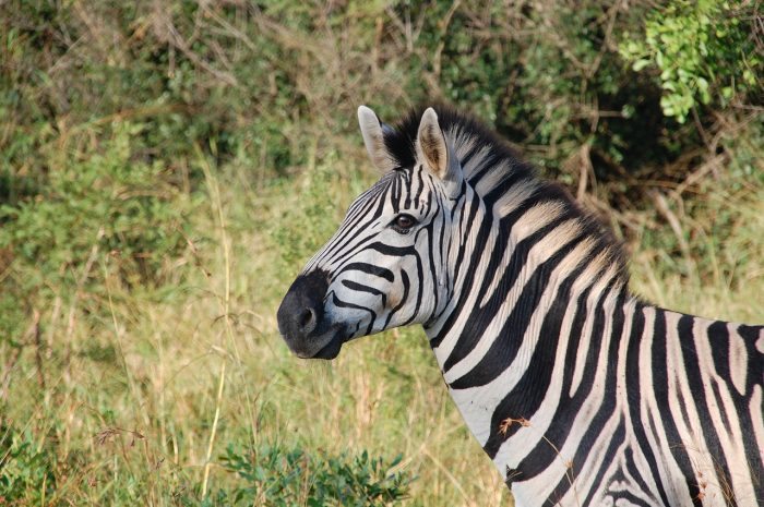 Zebra South Africa