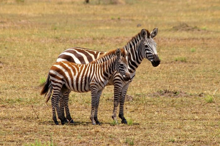 Zebra and Fawn