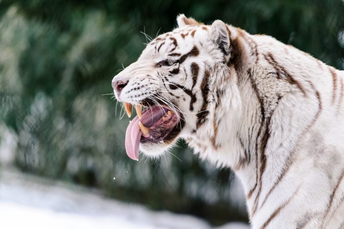 white tiger - joy of animals