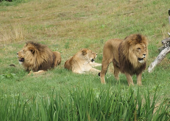Lion Pride - Joy of Animals