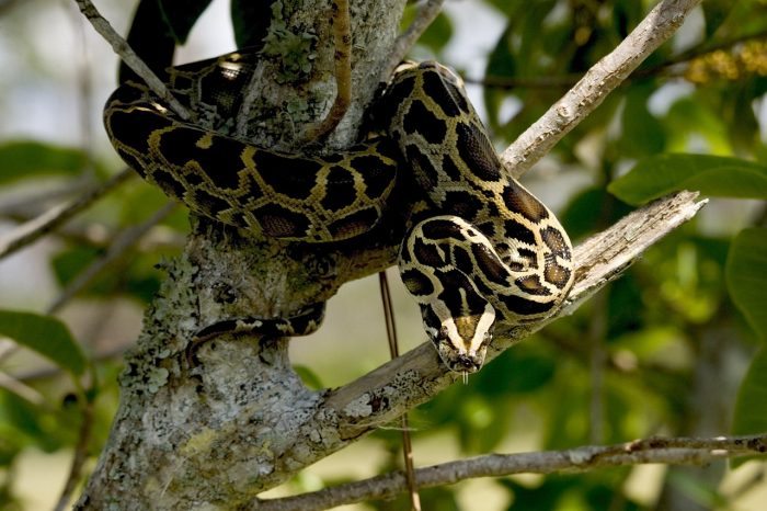 Burmese Python