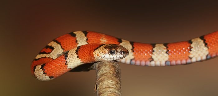 king snake on branch - joy of animals