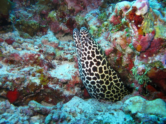 moray eel