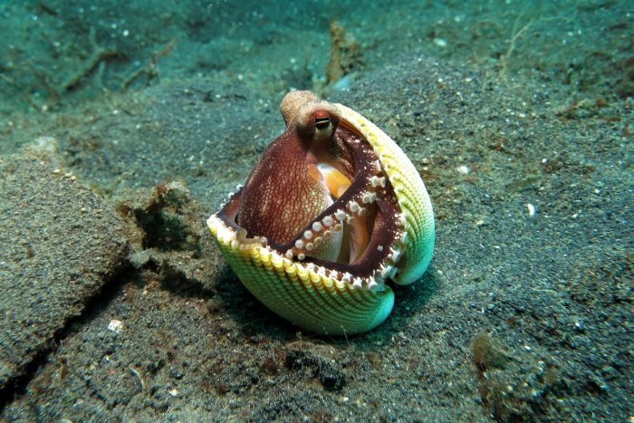 Octopus in Shell