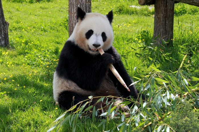 panda - joy of animals