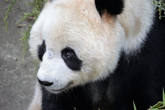 panda - joy of animals