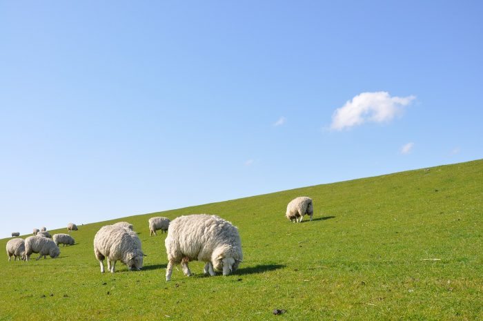 sheep