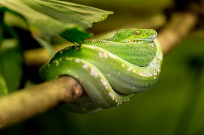 green snake coiled around tree