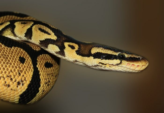 Python Snake