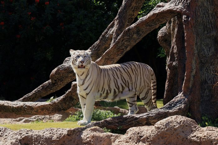 White Tiger