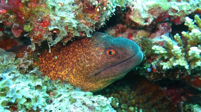moray eel