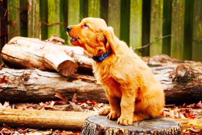 dog howl
