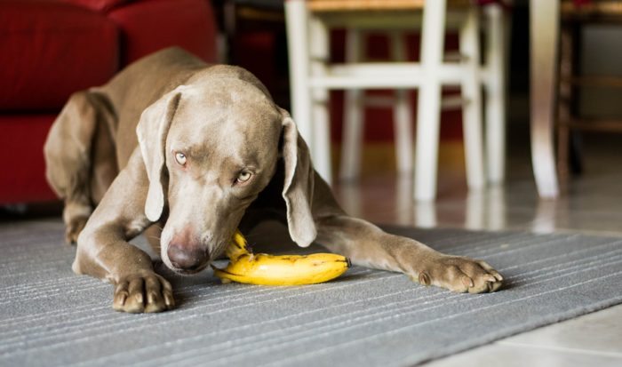 dog eating banana - joy of animals