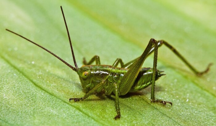 What Are Interesting Facts About Crickets Joy Of Animals